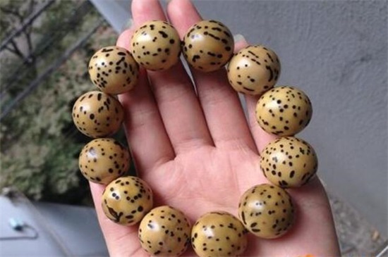 金刚菩提子有几种
