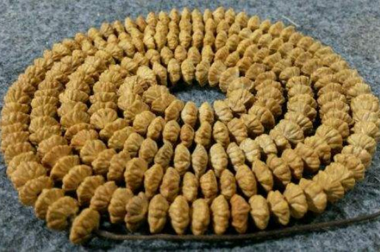 金叶莲花菩提是什么